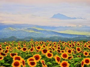7d772e7516c2ed4f96a8bf17bfa0e336