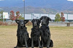 294bd448eadf6c33d99246a79494a931