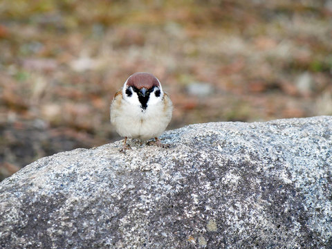 D1b39565639d22f314e51999bb64cd4d