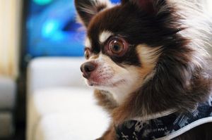 Af6917fed29dededaf94a55896934c6a