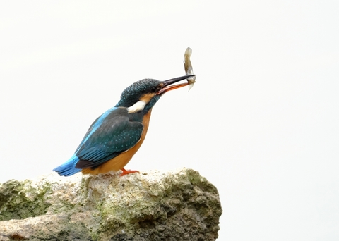 E51fa61e17f445ecc8f5edd13aa707d7