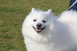 Ea23e3f7dc3c7ae13c8ca57a67b22d13