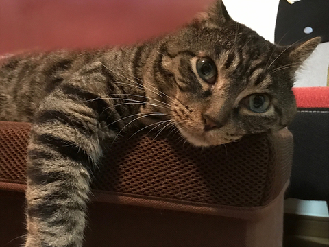 60c3a4de17c3a664c4dcfa7717423a62