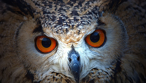 6db64a961c8cebf45a3d4ef03dc6d746