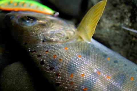 43718bd8e2dfc798730640ce61550fa8