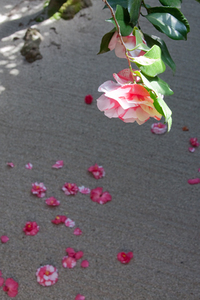 88b1d4248645938653441432353a15df