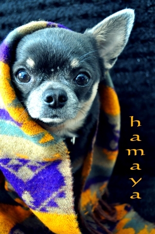 010da73e8cb92752f300ad76bc24a8ad