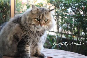 写真素材