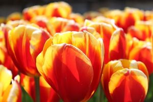 E1d5fe5511728315d34580247c6e2d25