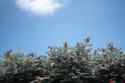 1b39aeffd236bad16bd4f93a50fd2350