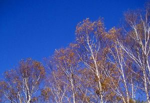 E6af53c141d59cdc11a7512013f930c6