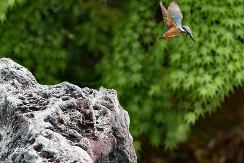 244d38054996184558ae167ba614c0a8