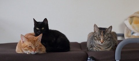 38784225acccdaffc73a4ddd990e4ded