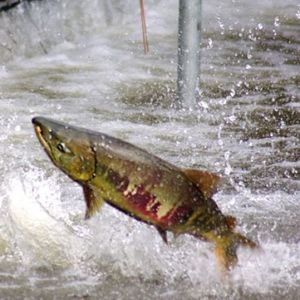 8a7cd2f6762b86ae7379d97e3fb7878e