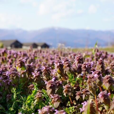 Cffb48f8a242e3fb926e8181a9d19da6