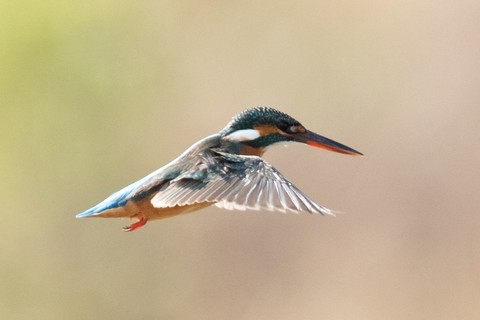 39a0dbcdb64dae96c45102c4475049f1