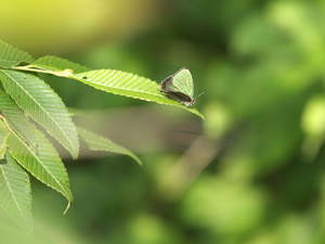 4a7621ed1fe305d23d90df557761ca3a