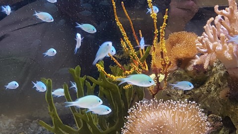 Dd0339d2c5817fedca0f9b7d5d75797a