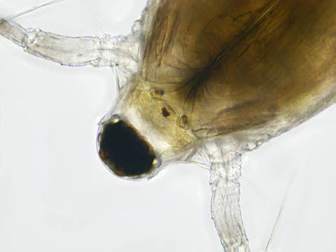 2a7053821125efce41b5352bfb548440