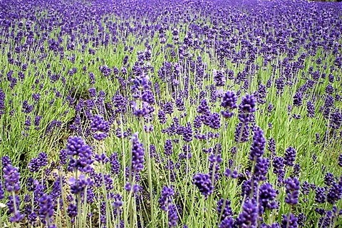 E3c60917e8140e8f61674724b2cbbe6e