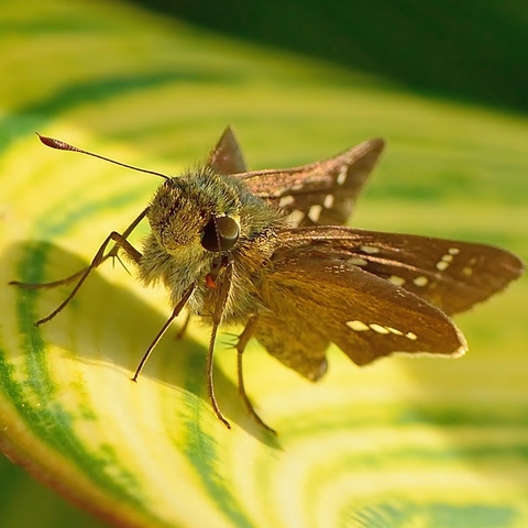 52ac8edc9182f57323ed270daddea316