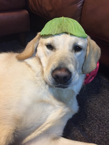 Bd5a4337f6640f18e93e5e8cc2b41525