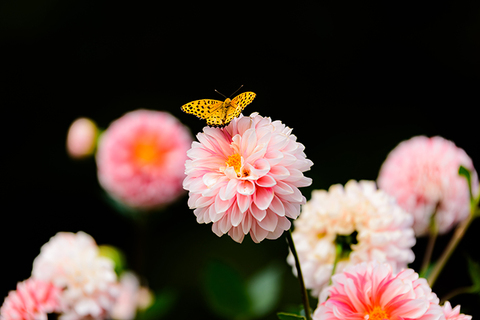 A484f5331160fc77413602f2aab66919