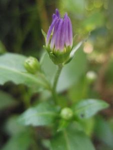 B8e70d555a0b0fd8526af4103c653058