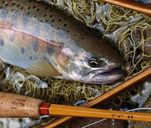 3bcfa0301c02cb418128049ae8ce55e8