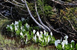 00370eec64c1902aac0364f4a4bd63dc