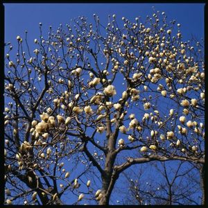 D2651cf6cef628ce5710115a30acaad7