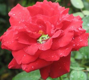 492635e7d5df373cb20b1217d25d018f