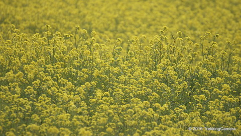 C0b1d0ae1b7f02f9d06b161655eb5b56