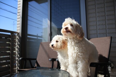 Bde5c5ff22b210fa9c6de68e7cbcbf05