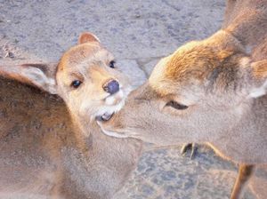 93ce4cfe664326de641b979263543c2a