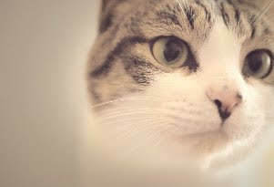 F314cfd4d0cb73a0856e892c1e27c575