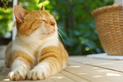 1b695871d3f297f0b9813ac6c843f792