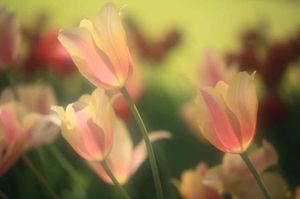 3847cc3516f178ddcb5a308febcdd1ff