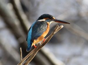 0d948fde9bc88db57d74369a7ec7bac6