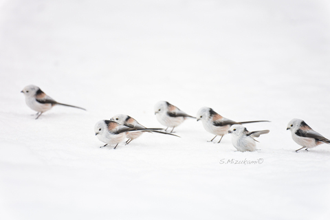 11ba37e3785540102fc517a935cd3b71