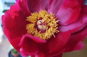 F9ac331828933e54033226196c090cd5