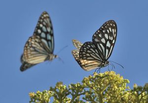 4c9ad313804ca087d467dd305df55e7c