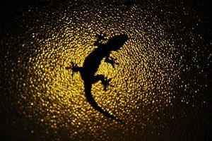 Bdccbdc23e3fadd7711a9b9eeceb8040