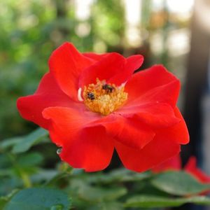 0fb1ca432c558d56841fde3c37e99188