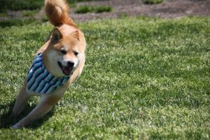 72c072b5d4b8f6f57012c4ff9269e724