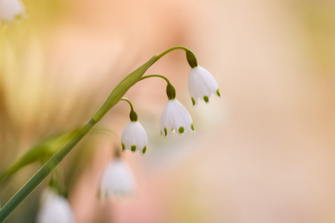 1562e7bb7707371f45e16233fcb07c51