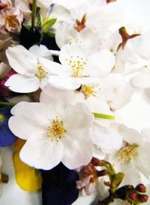 25014e8de4e60fa8a9c764e9a530a821