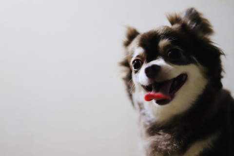 9c11ba44923f19bb1995f7e43d36c02a