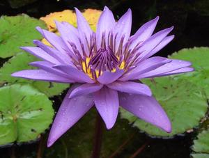 Ebf54acbcfa054059fa4180674c89a21