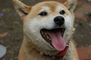 4b20f46811457577f379ea2e844cb498